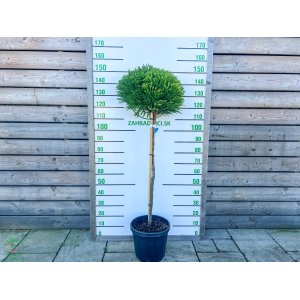 Kryptoméria japonská (Cryptomeria japonica) 'GLOBOSA NANA' - výška 100-120 cm, kont. C15L - NA KMIENKU